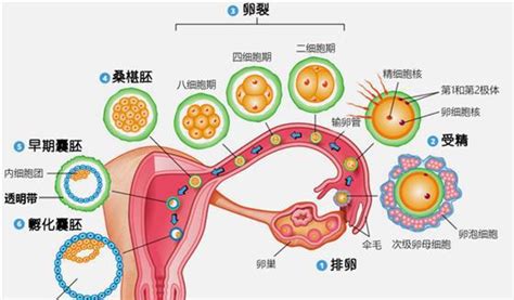 安满奶粉下架事件